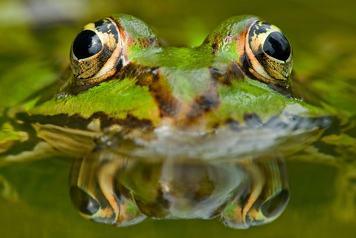 Kleiner Wasserfrosch Rana lessonae